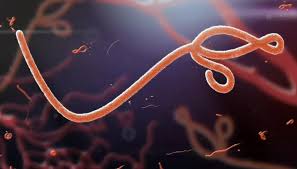 Virus Ebola : la difficile voie vers la mise au point d’un vaccin contre la souche Bundibugyo